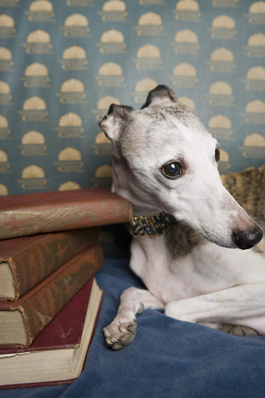 无人,躺,竖图,室内,白天,正面,看书,阅读,壁纸,宠物,狗,书籍,一排,学习,整齐,墙,注视,墙壁,墙面,排列,一只,动物,书本,观察,看,可爱,读书,浏览,观看,堆,察看,队列,关注,赛狗,忠诚,小灵狗,卧着,墙纸,书,图书,犬,躺着,卧,半身,彩图