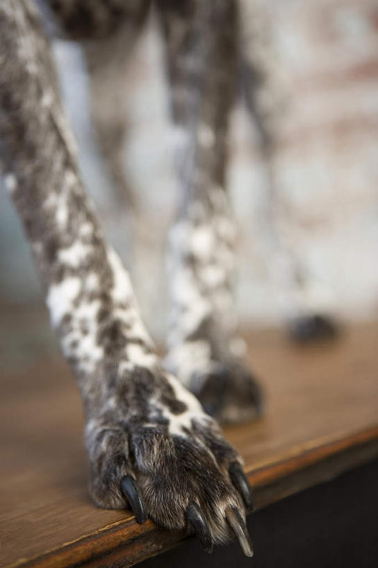 腿部,脚,脚趾,脚趾甲,腿,无人,站,竖图,俯视,室内,特写,白天,地板,宠物,狗,朦胧,模糊,墙,猎犬,地面,木地板,墙壁,墙面,一只,白色,动物,站着,可爱,忠诚,波音达犬,德国波音达犬,德国短毛波音达犬,德国短毛指示猎犬,德国短毛指示犬,脚指甲,犬,站立,半身,彩图,高角度拍摄