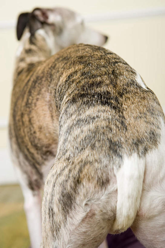 无人,站,竖图,室内,白天,地板,宠物,狗,朦胧,模糊,墙,地面,扭头,注视,木地板,墙壁,墙面,一只,背面,动物,观察,看,站着,转头,米色,可爱,观看,察看,关注,赛狗,忠诚,小灵狗,犬,站立,半身,彩图