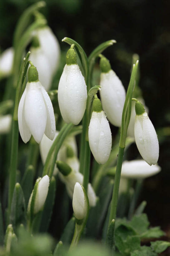 无人,竖图,俯视,室外,特写,白天,旅游,度假,美景,许多,阴影,朦胧,模糊,盛开,反射,影子,景观,花蕾,娱乐,花,花瓣,花朵,鲜花,自然,花苞,花蕊,享受,休闲,景色,放松,新生,自然风光,雪花莲,雪片莲,生日花,彩图,高角度拍摄