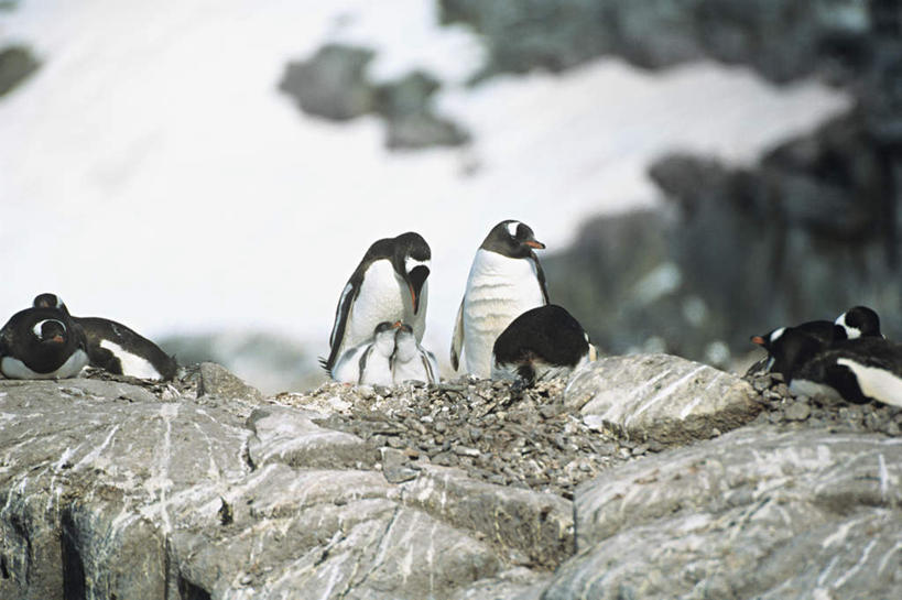 无人,站,躺,横图,室外,白天,正面,旅游,度假,南极,石头,美景,山,雪,雪山,大雪,企鹅,野生动物,许多,朦胧,模糊,石子,冰,积雪,景观,山峰,雪景,冬季,冬天,山峦,很多,注视,娱乐,自然,动物,观察,看,站着,享受,休闲,景色,放松,寒冷,可爱,活泼,观看,察看,冰冷,关注,自然风光,南极洲,严寒,冰凉,酷寒,凛冽,凛凛,极冷,巴布亚企鹅,白眉企鹅,金图企鹅,南极大陆,南极地区,南极区,南极圈,洛克雷港,卧着,第七大陆,石块,岩石,躺着,卧,站立,彩图,全身
