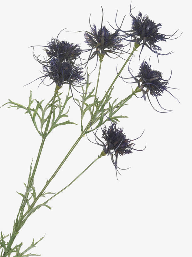 无人,竖图,俯视,室内,特写,白天,白色背景,幸福,美景,静物,阴影,装饰,盛开,反射,影子,景观,花蕾,花,花瓣,花朵,鲜花,紫色,自然,假花,花苞,花蕊,菊花,景色,摄影,影棚,优雅,华丽,修饰,纤细,点缀,自然风光,矢车菊,忠诚,再生,蓝芙蓉,荔枝菊,衬托,美观,雅致,雅观,思念,一株,热爱,彩图,高角度拍摄,影棚拍摄,拍摄,仿真花,人造花