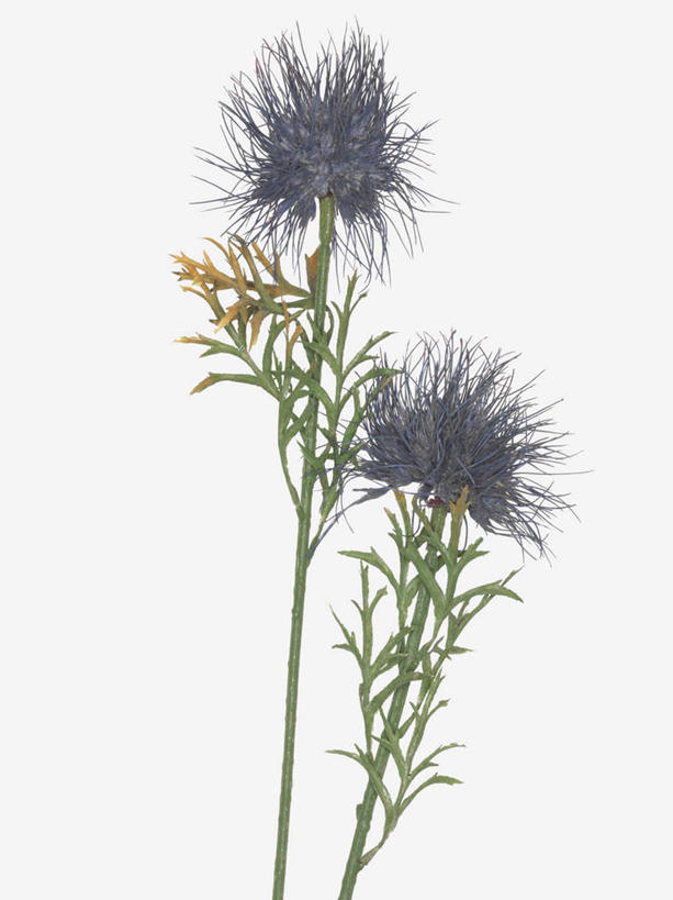 无人,竖图,俯视,室内,特写,白天,白色背景,幸福,美景,静物,阴影,装饰,盛开,反射,影子,景观,花蕾,花,花瓣,花朵,鲜花,紫色,自然,假花,花苞,花蕊,菊花,景色,摄影,影棚,优雅,华丽,修饰,纤细,点缀,两支,自然风光,矢车菊,忠诚,再生,蓝芙蓉,荔枝菊,衬托,美观,雅致,雅观,思念,热爱,彩图,高角度拍摄,影棚拍摄,拍摄,仿真花,人造花