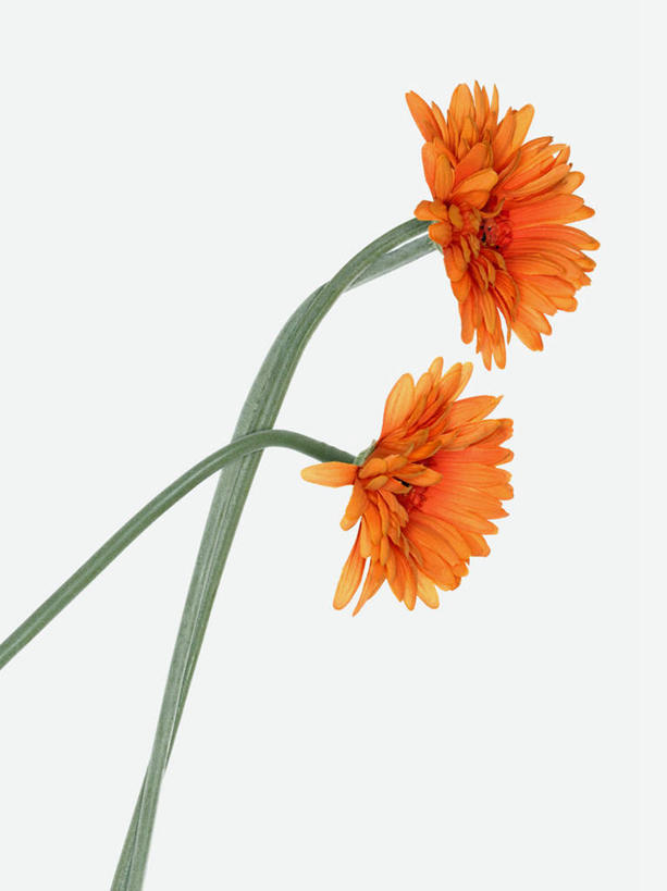 无人,竖图,俯视,室内,特写,白天,白色背景,美景,静物,阴影,装饰,盛开,反射,影子,景观,花蕾,花,花瓣,花朵,鲜花,两朵,自然,假花,花苞,花蕊,橙色,景色,摄影,影棚,华丽,修饰,点缀,分别,自然风光,离别,衬托,美观,雅致,雅观,长生菊,黄金盏,金盏花,金盏菊,醒酒花,惜别,彩图,高角度拍摄,影棚拍摄,拍摄,仿真花,人造花
