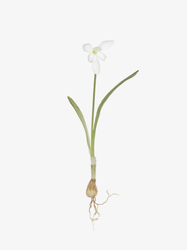 无人,竖图,俯视,室内,特写,白天,白色背景,美景,静物,阴影,装饰,盛开,反射,影子,景观,花蕾,花,花瓣,花朵,鲜花,白色,自然,假花,花苞,花蕊,景色,摄影,影棚,华丽,修饰,新生,点缀,自然风光,雪花莲,衬托,美观,雅致,雅观,一株,雪片莲,生日花,彩图,高角度拍摄,影棚拍摄,拍摄,仿真花,人造花