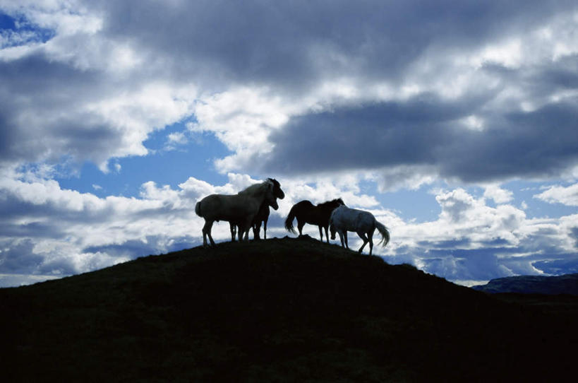 无人,站,横图,室外,白天,正面,旅游,度假,石头,美景,山,山脉,马,野生动物,石子,景观,山峰,云,云朵,山峦,背光,云彩,娱乐,四匹,蓝色,白云,蓝天,天空,自然,动物,群山,天,站着,享受,休闲,景色,放松,运输,牲畜,晴朗,自然风光,逆光,石块,岩石,晴空,站立,彩图,全身