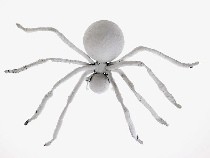 无人,横图,俯视,室内,特写,白天,白色背景,静物,昆虫,蜘蛛,一只,动物,模型,摄影,影棚,八脚螅,节肢动物,益虫,波丝,彩图,高角度拍摄,全身,影棚拍摄,拍摄