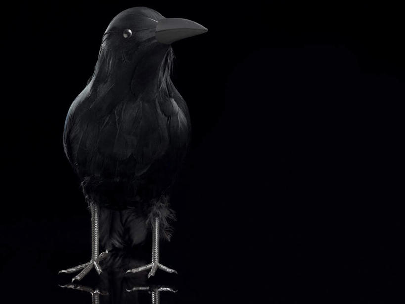 无人,横图,黑白,室内,特写,白天,正面,鸟,野生动物,静物,黑色背景,鸟类,一只,黑色,动物,摄影,影棚,乌鸦,死亡,吉祥,恐怖,沉默,不祥,悲哀,楚乌,老鸹,厄运,中间色,消亡,罪恶,恐惧,全身,影棚拍摄,拍摄
