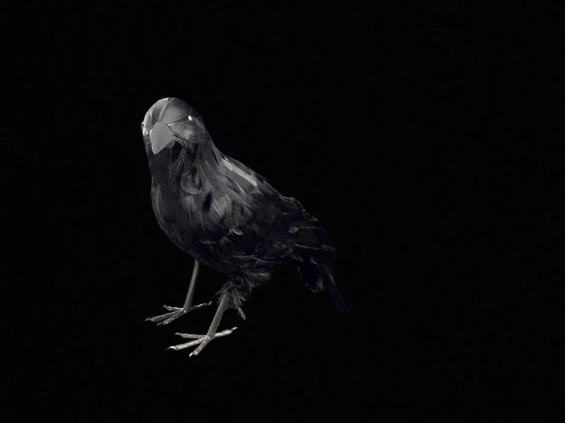 无人,横图,黑白,室内,特写,白天,正面,鸟,野生动物,静物,黑色背景,鸟类,一只,黑色,动物,摄影,影棚,乌鸦,死亡,吉祥,恐怖,沉默,不祥,悲哀,楚乌,老鸹,厄运,中间色,消亡,罪恶,恐惧,全身,影棚拍摄,拍摄