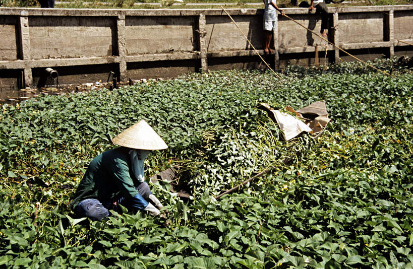 东方人,一个人,农田,蹲,横图,室外,白天,侧面,度假,幸福,庄稼,农作物,美景,茶,城市风光,城市,越南,亚洲,仅一个女性,仅一个人,许多,弯腰,握,阴影,光线,影子,景观,茶叶,注视,黄种人,娱乐,斗笠,阳光,低头,观察,看,仅一个中年女性,享受,休闲,温馨,景色,放松,乐趣,握着,东南亚,观看,察看,提神,舒适,关注,醒脑,越南社会主义共和国,弯身,笠帽,芹苴,芹苴市,女人,女性,中年女性,亚洲人,蹲着,彩图,全身,耕地,庄稼田