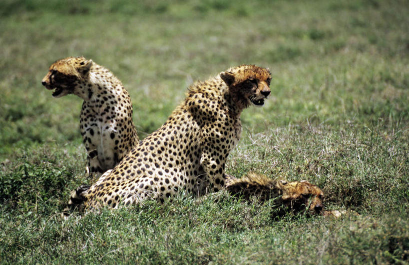 无人,坐,横图,室外,白天,侧面,旅游,度假,草地,草坪,美景,植物,豹子,野生动物,非洲,坦桑尼亚,三只,阴影,光线,影子,景观,注视,娱乐,草,绿色,阳光,自然,动物,观察,看,享受,休闲,景色,放松,观看,察看,关注,自然风光,金钱豹,印度豹,凶猛,文豹,东非,恩戈罗恩戈罗保护区,恩戈罗恩戈罗自然保护区,坦桑尼亚联合共和国,残暴,凶残,猎豹,花豹,豹,坐着,彩图,全身