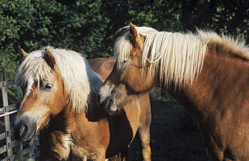 头,无人,栏杆,站,横图,室外,特写,白天,侧面,旅游,度假,美景,植物,马,野生动物,法国,欧洲,朦胧,模糊,栅栏,景观,篱笆,围栏,注视,娱乐,护栏,树,树木,绿色,自然,动物,观察,看,站着,享受,休闲,景色,放松,运输,牲畜,生长,成长,观看,察看,两匹,阿尔萨斯,关注,自然风光,法兰西共和国,法兰西第五共和国,阿尔萨斯大区,头部,站立,半身,彩图