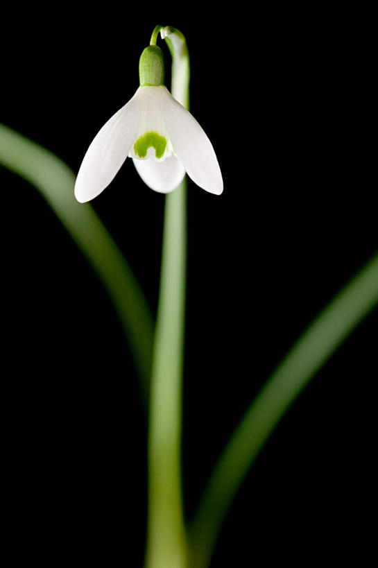 无人,竖图,室内,特写,白天,正面,黑色背景,盛开,花蕾,花,花瓣,花朵,鲜花,一朵,白色,花苞,花蕊,摄影,影棚,新生,雪花莲,雪片莲,生日花,彩图,影棚拍摄,拍摄