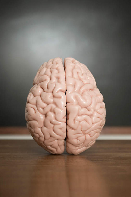 无人,学校,竖图,室内,特写,白天,正面,桌子,静物,大脑,朦胧,模糊,书桌,校园,一个,课桌,模型,黑板,教室,教学,单个,器官,沟壑,小脑,脑干,大脑皮层,端脑,沟,灰质,回,间脑,耐磨,教学黑板,彩图