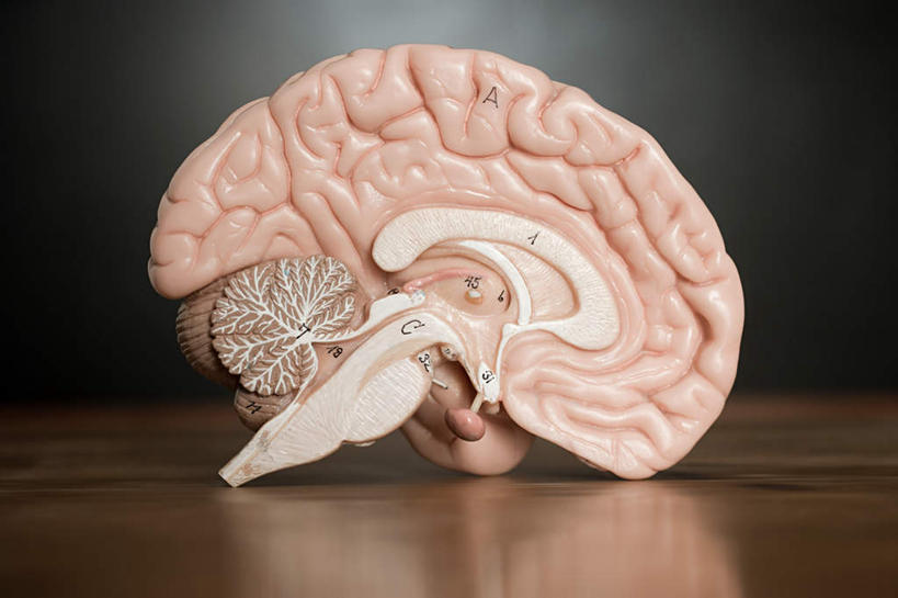 无人,学校,横图,室内,特写,白天,正面,桌子,静物,大脑,书桌,校园,课桌,模型,黑板,教室,教学,器官,沟壑,小脑,脑干,大脑皮层,端脑,沟,灰质,回,间脑,耐磨,教学黑板,彩图