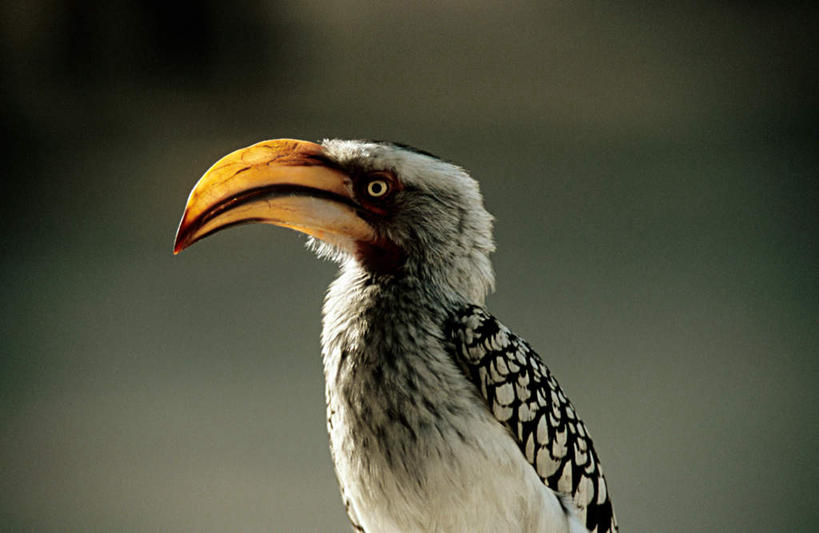 无人,站,横图,室外,特写,白天,侧面,旅游,度假,美景,鸟,非洲,南非,朦胧,模糊,鸟类,景观,注视,娱乐,一只,自然,观察,看,站着,享受,休闲,景色,放松,观看,察看,关注,自然风光,犀鸟,黄嘴犀鸟,阿非利加洲,南非共和国,站立,半身,彩图