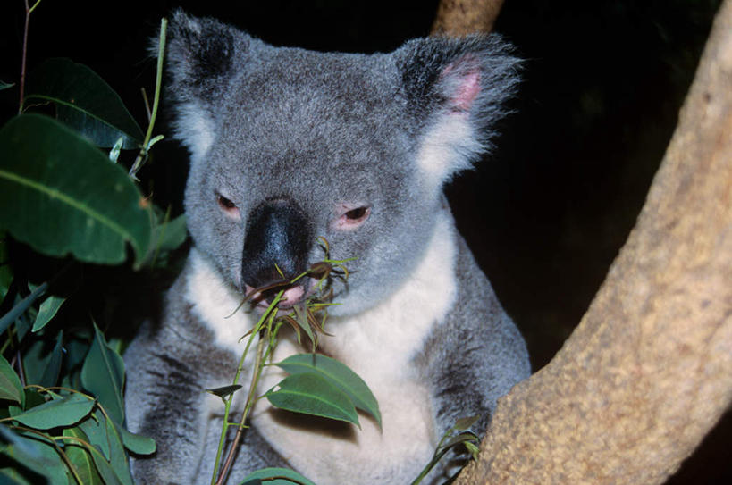 头,无人,横图,室外,特写,白天,正面,旅游,度假,美景,植物,哺乳动物,野生动物,叶子,澳大利亚,景观,绿叶,枝条,注视,娱乐,树,树木,树枝,一只,自然,动物,观察,看,享受,休闲,嫩叶,景色,放松,可爱,活泼,观看,察看,关注,自然风光,大洋洲,树袋熊,考拉,澳洲,无尾熊,可拉熊,南方大陆,澳大利亚联邦,虬枝,枝杈,头部,叶,叶片,半身,彩图