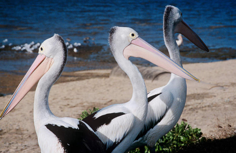 无人,站,横图,室外,白天,侧面,旅游,度假,草地,草坪,海浪,海洋,美景,沙滩,植物,鸟,澳大利亚,三只,阴影,光线,鸟类,水鸟,沙子,影子,海岸,景观,浪花,沙地,注视,娱乐,草,绿色,阳光,自然,海水,观察,看,站着,享受,休闲,景色,放松,观看,察看,关注,自然风光,大洋洲,澳洲,海景,鹈鹕,塘鹅,昆士兰州,南方大陆,首府,澳大利亚联邦,凯恩斯,大海,风浪,海,海水的波动,海滩,近岸浪,涌浪,站立,半身,彩图