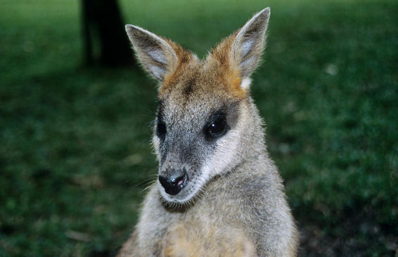 头,无人,横图,室外,特写,白天,正面,旅游,度假,草地,草坪,美景,植物,袋鼠,野生动物,澳大利亚,阴影,朦胧,模糊,光线,影子,景观,注视,娱乐,草,一只,绿色,阳光,自然,动物,观察,看,享受,休闲,景色,放松,可爱,活泼,观看,察看,关注,自然风光,大洋洲,澳洲,红袋鼠,南方大陆,育儿袋,澳大利亚联邦,大赤袋鼠,头部,彩图