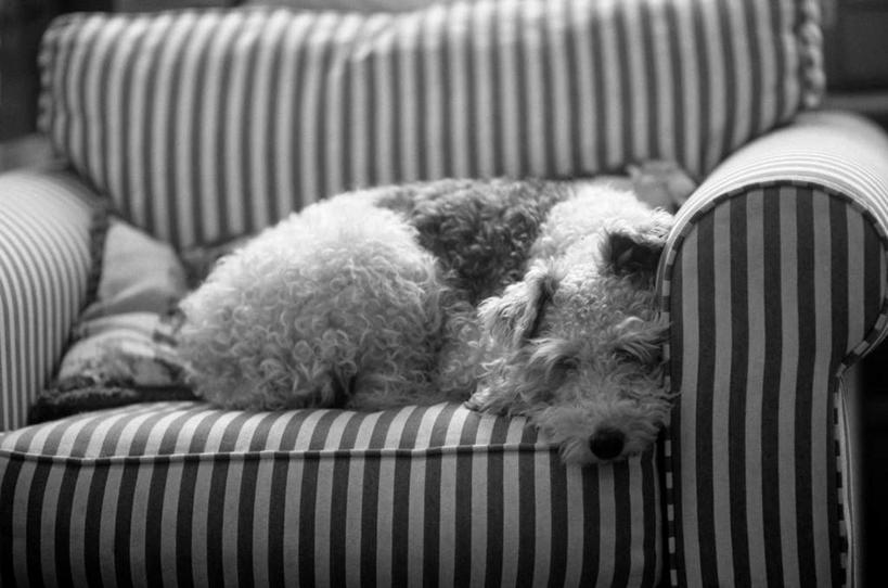 无人,客厅,躺,闭眼,睡,横图,黑白,室内,白天,正面,靠垫,沙发,宠物,狗,靠枕,一只,动物,抱枕,枕头,可爱,起居室,布艺沙发,忠诚,客堂,卧着,犬,闭眼睛,闭着眼,闭着眼睛,困,困觉,寝息,睡觉,躺着,卧,全身