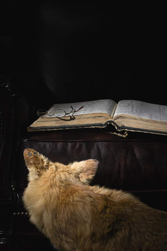 无人,竖图,室内,夜晚,正面,看书,阅读,狐狸,野生动物,书籍,椅子,学习,阴影,黑色背景,反射,眼镜,影子,一只,动物,书本,看,读书,浏览,狡猾,近视眼镜,狡诈,书,图书,半身,彩图
