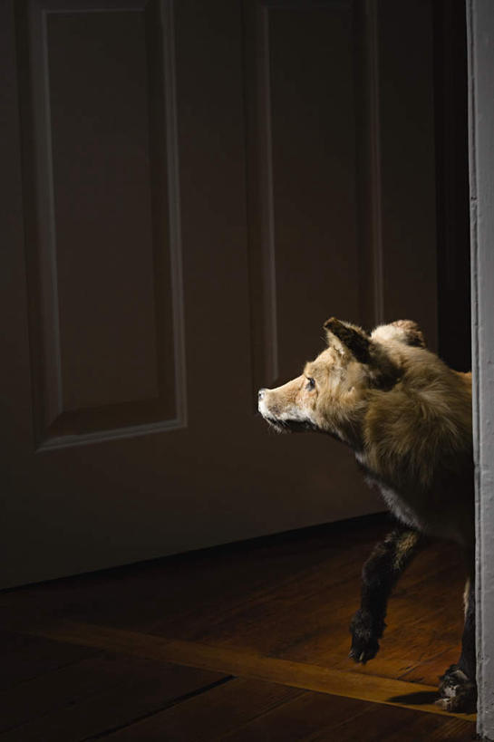 无人,站,竖图,俯视,室内,夜晚,地板,门,狐狸,野生动物,阴影,反射,影子,地面,木地板,一只,动物,门框,站着,死亡,狡猾,殒命,灭亡,狡诈,站立,半身,彩图,高角度拍摄