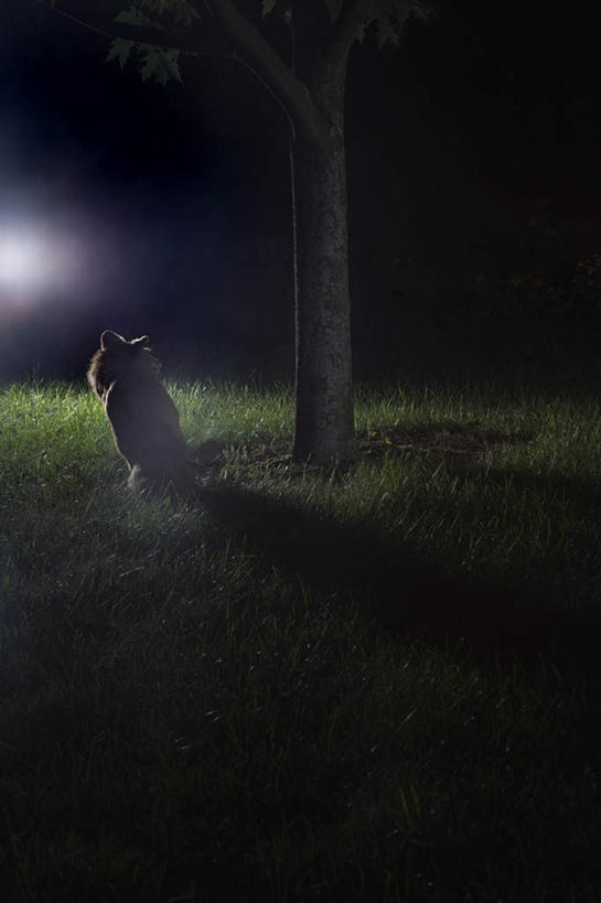无人,坐,竖图,室外,夜晚,正面,草地,草坪,植物,狐狸,野生动物,阴影,光线,影子,灯光,树桩,草,树,树干,树木,一只,绿色,自然,动物,木桩,生长,成长,狡猾,狡诈,坐着,彩图,全身