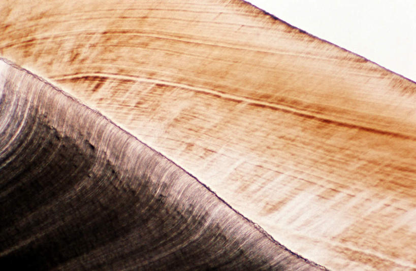 牙齿,无人,横图,室内,特写,白天,正面,仪器,切开,检查,反射,分析,科学,显微镜,褐色,构造,观察,切,清晰,探索,放大,观看,仔细,透镜,组织,凸透镜,聚焦,关注,剖面,切面,光学,清楚,显微图片,齿,牙,牙龈,彩图