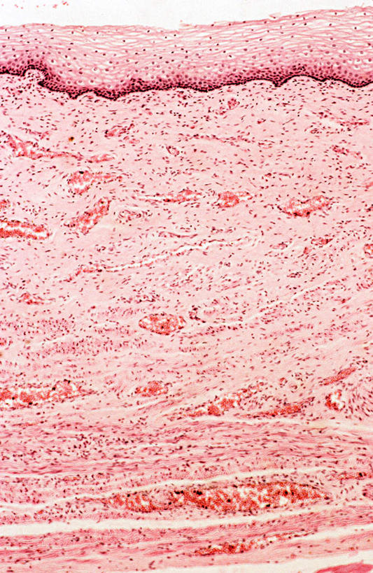 肌肉,健壮,无人,竖图,室内,特写,白天,正面,微生物,阴影,反射,科学,医学,纹路,纹理,细胞,影子,红色,健康,活力,力量,青春,生物学,强壮,肌理,显微图片,彩图