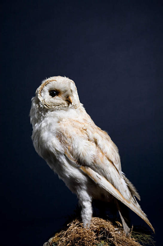 无人,站,竖图,室内,特写,白天,正面,猫头鹰,鸟,野生动物,阴影,蓝色背景,朦胧,模糊,反射,鸟类,影子,泥土,扭头,注视,一只,动物,观察,看,站着,转头,摄影,影棚,观看,察看,关注,凶猛,雪鸮,雪枭,白鸮,白夜猫子,雪猫头鹰,残暴,凶残,鸮,枭,站立,彩图,全身,影棚拍摄,拍摄