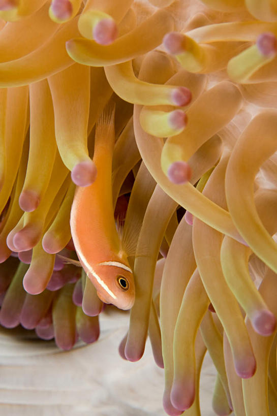 无人,竖图,室外,特写,白天,正面,旅游,度假,海底,水下,美景,海葵,印度尼西亚,印尼,亚洲,朦胧,模糊,景观,水底,娱乐,海洋生物,无脊椎动物,黄色,自然,享受,休闲,景色,放松,海底世界,东南亚,腔肠动物,自然风光,印度尼西亚共和国,苏拉威西岛,西里伯斯岛,海床,半身,彩图