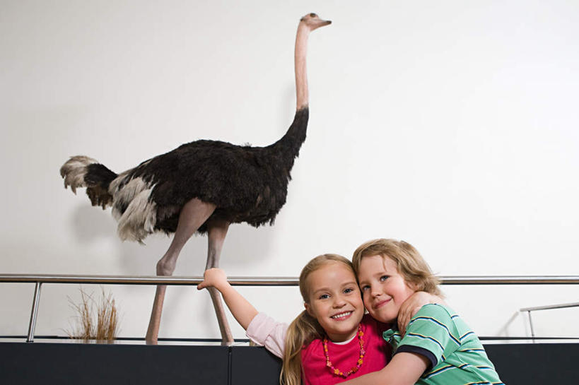 西方人,儿童,两个人,伙伴,朋友,博物馆,站,抱,笑,微笑,露齿笑,横图,室内,白天,仰视,友谊,纯洁,鸟,鸵鸟,欧洲,欧洲人,握,服装,朦胧,模糊,研究,鸟类,墙,教育,注视,休闲装,墙壁,墙面,一只,小孩,衣服,白色,柜台,观察,看,站着,休闲,休闲服,可爱,童年,童趣,握着,服饰,抱着,观看,展览,搂着,关注,欣赏,陈列,童真,烂漫,无邪,展示柜,美洲鸵鸟,美洲鸵,典藏,天真,友情,男孩,男人,男性,女孩,女人,女性,白种人,搂,搂抱,站立,半身,彩图,低角度拍摄,男生,女生