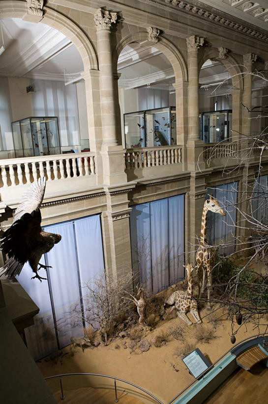 无人,博物馆,栏杆,竖图,俯视,室内,白天,窗户,地板,落地窗,研究,矿石,墙,拱门,围栏,地面,教育,木地板,玻璃窗,墙壁,墙面,白色,恐龙,展览,欣赏,矿物,凶猛,陈列,灭尽,灭绝,史前动物,典藏,番石,滑石,画石,液石,凶残,彩图,高角度拍摄,全身