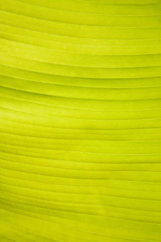 无人,竖图,俯视,室外,特写,白天,植物,叶子,阴影,朦胧,模糊,反射,纹路,纹理,影子,绿叶,绿色,嫩叶,肌理,叶,叶片,叶脉,彩图,高角度拍摄