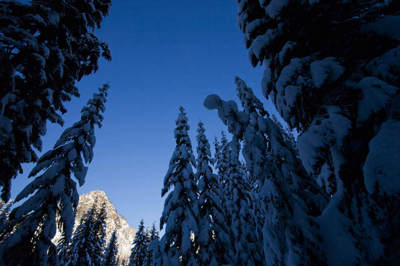无人,横图,室外,白天,仰视,旅游,度假,美景,森林,树林,雪,植物,大雪,美国,积雪,景观,雪景,冬季,冬天,首都,娱乐,树,树木,蓝色,绿色,蓝天,天空,自然,天,享受,休闲,景色,放松,寒冷,生长,晴朗,成长,北美,北美洲,自然风光,美洲,华盛顿特区,万里无云,华盛顿哥伦比亚特区,华府,北亚美利加洲,亚美利加洲,严寒,贝克山.斯诺夸尔米国家森林公园,晴空,晴空万里,彩图,低角度拍摄