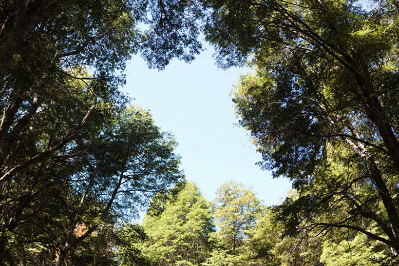 无人,横图,室外,白天,仰视,旅游,度假,美景,森林,树林,植物,叶子,阿根廷,阴影,光线,影子,景观,绿叶,枝条,娱乐,树,树木,树枝,蓝色,绿色,蓝天,天空,阳光,自然,天,享受,休闲,嫩叶,景色,南美,放松,生长,晴朗,成长,南美洲,拉丁美洲,自然风光,美洲,万里无云,亚美利加洲,南亚美利加洲,阿根廷共和国,里奥内格罗省,虬枝,枝杈,巴里洛切,叶,叶片,晴空,晴空万里,彩图,低角度拍摄