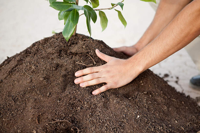 西方人,手,一个人,横图,俯视,室外,特写,白天,植物,叶子,欧洲,欧洲人,双手,仅一个男性,仅一个人,仅一个中年男性,一排,种植,整齐,泥土,绿叶,排列,绿色,自然,手部,嫩叶,生长,成长,堆,栽培,栽种,队列,一株,莳植,男人,男性,中年男性,白种人,叶,叶片,半身,彩图,高角度拍摄