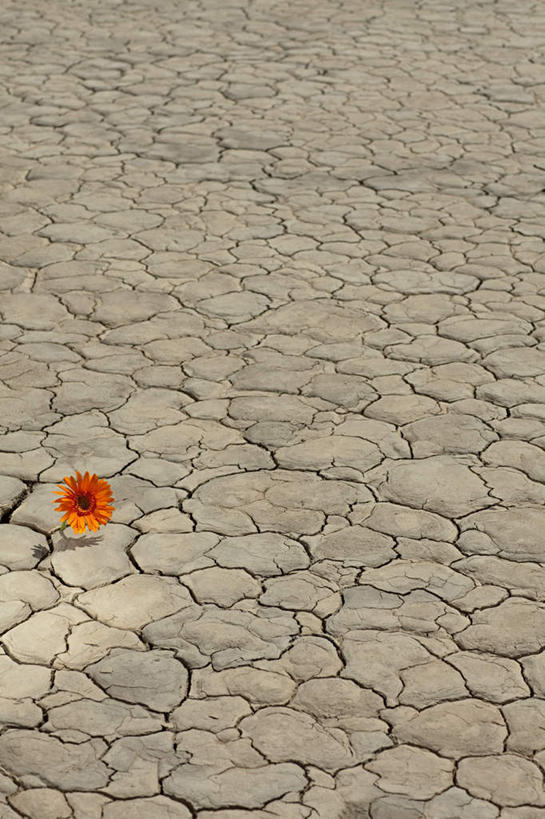 无人,竖图,俯视,室外,白天,旅游,度假,美景,沙漠,美国,盛开,纹路,纹理,景观,泥土,土壤,花蕾,娱乐,花,花瓣,花朵,鲜花,一朵,自然,花苞,花蕊,享受,休闲,橙色,景色,放松,亚利桑那,北美,北美洲,犹他州,干旱,自然风光,美洲,亚利桑那州,内华达州,加州,加利福尼亚州,大峡谷之州,金州,黄金州,肌理,北亚美利加洲,亚美利加洲,犹他,蜂窝之州,蜂房州,内华达,北美艾灌木丛州,产银之州,银山州,银之州,莫哈维沙漠,莫哈韦沙漠,大漠,砂漠,彩图,高角度拍摄