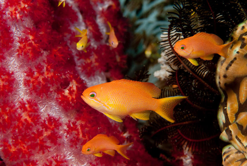 游泳,无人,横图,室外,白天,侧面,旅游,度假,美景,印度尼西亚,印尼,亚洲,鱼,景观,娱乐,鱼类,海洋生物,无脊椎动物,自然,享受,休闲,景色,放松,东南亚,五条,腔肠动物,自然风光,水生动物,水生物,海底动物,印度尼西亚共和国,泅水,珊瑚虫,拍浮,宝石斑鱼,宝石鲈,宝石鱼,彩图,全身