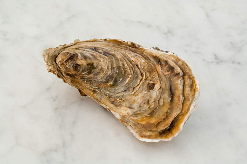 无人,横图,俯视,室内,特写,白天,桌面,桌子,贝壳,大理石,一个,单个,大理石制品,贝类外壳,海螺壳,软体动物外壳,彩图,高角度拍摄