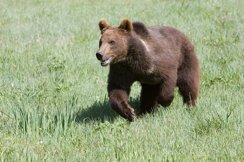 无人,走,横图,室外,白天,正面,草地,草坪,美景,植物,野生动物,熊,景观,注视,草,一只,绿色,自然,动物,观察,看,景色,观看,察看,关注,自然风光,凶猛,残暴,凶残,棕熊,马熊,步行,散步,走路,彩图,全身