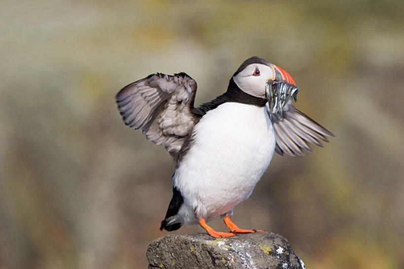 无人,横图,室外,特写,白天,正面,旅游,度假,美景,树林,植物,海鸟,鸟,英国,欧洲,一条,伸展,咬,张开,展翅,朦胧,模糊,翅膀,鸟类,鱼,景观,树桩,注视,停留,娱乐,鱼类,苏格兰,树,树干,树木,一只,绿色,自然,观察,看,享受,休闲,木桩,景色,放松,生长,成长,观看,停止,咬着,察看,西欧,关注,自然风光,大不列颠,张开翅膀,潜鸟,大不列颠及北爱尔兰联合王国,海雀,大不列颠联合王国,日不落英帝国,苏格兰王国,逗留,停顿,展开翅膀,刀嘴海雀,彩图,全身
