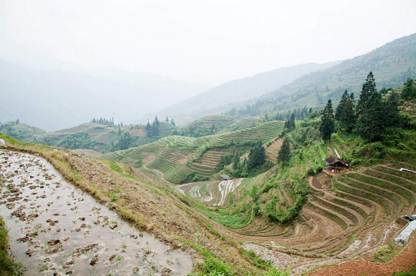 无人,农田,横图,俯视,室外,白天,旅游,度假,庄稼,梯田,农作物,美景,山,山脉,树林,植物,雾,中国,亚洲,朦胧,模糊,曲折,弯曲,景观,山峰,山峦,娱乐,树,树木,绿色,自然,群山,享受,休闲,景色,放松,蜿蜒,生长,成长,广西,迷雾,自然风光,东亚,龙胜,广西壮族自治区,中华人民共和国,桂,华南地区,龙胜各族自治县,大雾,彩图,高角度拍摄,耕地,庄稼田