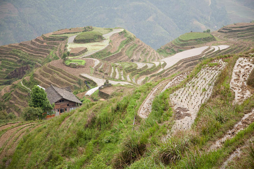 无人,农田,横图,俯视,室外,白天,旅游,度假,庄稼,梯田,农作物,草地,草坪,美景,植物,中国,亚洲,曲折,弯曲,纹路,纹理,景观,娱乐,草,树,树木,绿色,自然,享受,休闲,景色,放松,蜿蜒,生长,成长,广西,自然风光,东亚,龙胜,龙脊梯田,广西壮族自治区,肌理,中华人民共和国,桂,华南地区,龙胜各族自治县,龙胜梯田,彩图,高角度拍摄,耕地,庄稼田