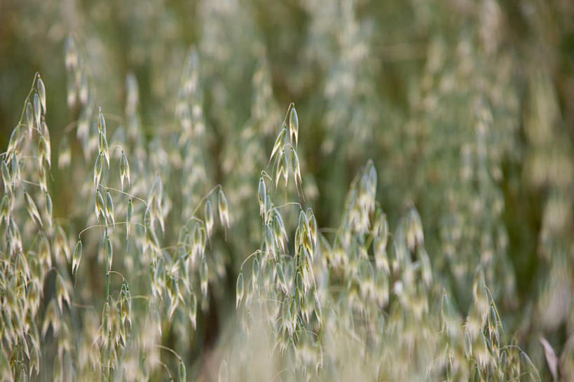 无人,农田,横图,俯视,室外,特写,白天,旅游,度假,庄稼,农作物,美景,意大利,欧洲,朦胧,模糊,景观,燕麦,娱乐,自然,享受,休闲,景色,放松,托斯卡纳,锡耶纳,南欧,自然风光,意大利共和国,玉麦,铃铛麦,裸燕麦,雀麦,野麦,莜麦,托斯卡纳大区,彩图,高角度拍摄,耕地,庄稼田