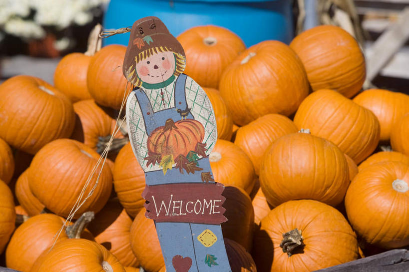 无人,横图,俯视,室外,特写,白天,南瓜,水果,美国,一堆,许多,堆叠,堆积,朦胧,模糊,新鲜,材料,档案,木桶,桶,文件,纸,金瓜,生食,食品,果实,稻草人,番瓜,食物,容器,手稿,资料,有机食品,绿色食品,储藏,堆,麦瓜,倭瓜,证明,北美,北美洲,储存,文档,美洲,北亚美利加洲,亚美利加洲,彩图,高角度拍摄,贮存