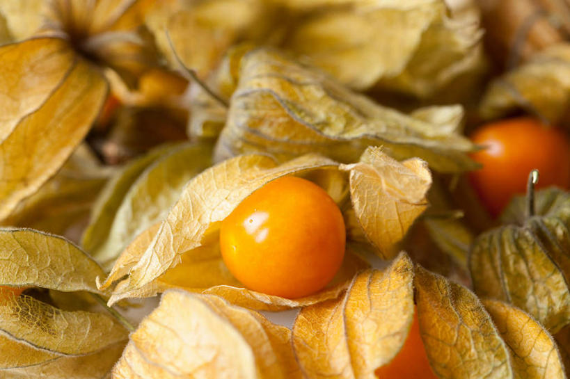 无人,横图,俯视,室内,特写,白天,浆果,水果,许多,阴影,朦胧,模糊,新鲜,反射,影子,灯笼果,生食,食品,果实,食物,黄色,摄影,有机食品,绿色食品,影棚,冬樱花,秘鲁苦蘵,小果酸浆,悸动,冬海棠,高盆樱,醋栗,彩图,高角度拍摄,影棚拍摄,拍摄