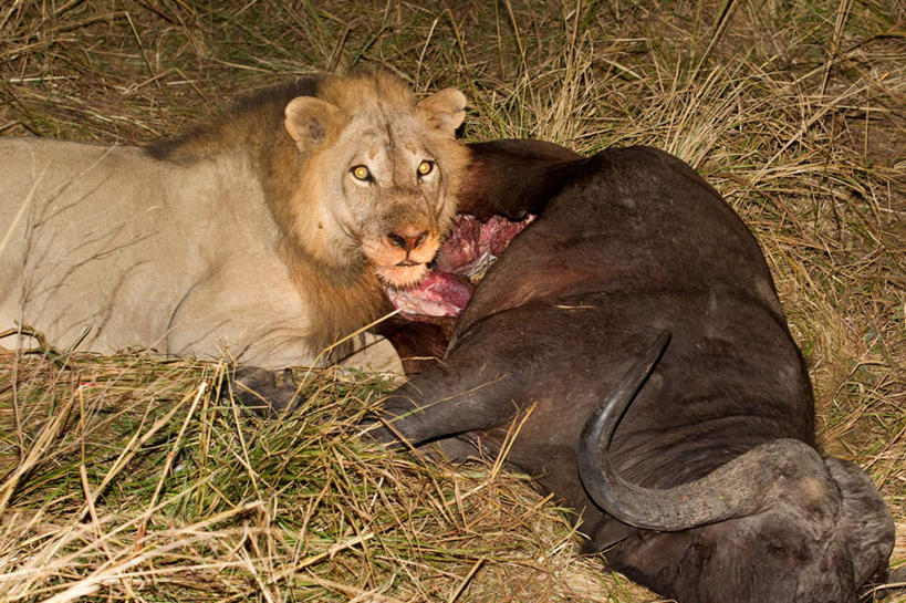 无人,躺,闭眼,横图,俯视,室外,夜晚,侧面,美景,植物,哺乳动物,牛,野生动物,狮子,非洲,赞比亚,一头,枯萎,景观,枯草,扭头,注视,草,黄色,自然,动物,观察,看,趴着,转头,景色,观看,死亡,察看,关注,自然风光,凶猛,非洲水牛,殒命,灭亡,赞比亚共和国,卧着,残暴,凶残,水牛,闭眼睛,闭着眼,闭着眼睛,趴,躺着,卧,半身,非洲野牛