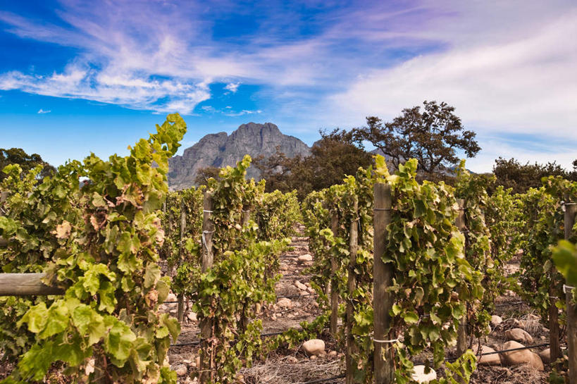 无人,果园,横图,室外,白天,正面,旅游,度假,美景,田园,植物,非洲,南非,一排,整齐,景观,云,云朵,首都,云彩,娱乐,葡萄园,架子,排列,蓝色,绿色,白云,蓝天,天空,自然,庄园,天,享受,休闲,景色,放松,生长,晴朗,成长,支撑,固定,队列,自然风光,葡萄架,开普敦,省会,阿非利加洲,立法首都,南非共和国,西开普省,斯泰伦博斯,晴空,彩图