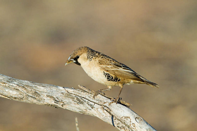 无人,站,横图,室外,特写,白天,侧面,旅游,度假,美景,鸟,非洲,朦胧,模糊,鸟类,景观,树桩,注视,娱乐,树,树干,一只,自然,观察,看,站着,享受,休闲,木桩,景色,放松,观看,察看,关注,自然风光,阿非利加洲,织巢鸟,站立,彩图,全身